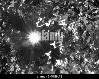 Vue à faible angle des feuilles et Sunstar Sunlight Streaming à travers les arbres pour fond d'écran, noir et blanc Banque D'Images