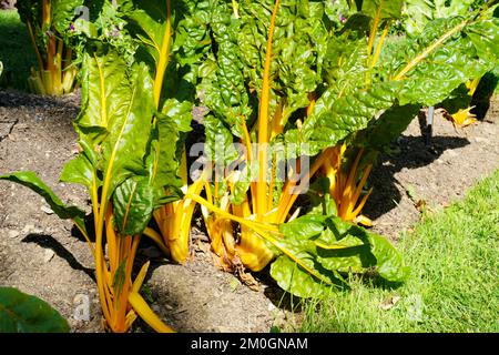 Gros plan de variétés variées de bettes dans un potager - John Gollop Banque D'Images