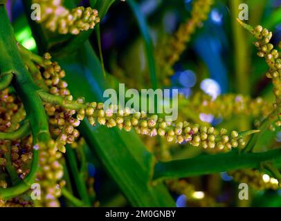 Gros plan de pollen de noix de coco jaune, petites fleurs sur un arbre de noix de coco avec fond flou, papier peint naturel Banque D'Images