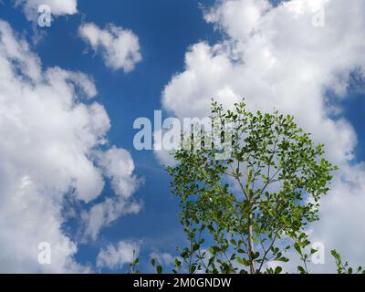 Prise de vue à angle bas, vue vers le haut, recherche des feuilles vertes et des branches d'arbre contre un ciel bleu clair et lumineux avec espace de copie Banque D'Images