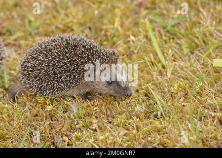 Hérisson européen (erinaceus europaeus), juvénile, fourrager sur la pelouse dans un jardin, faune, Wilnsdorf, Rhénanie-du-Nord-Westphalie, Allemagne, Europe Banque D'Images