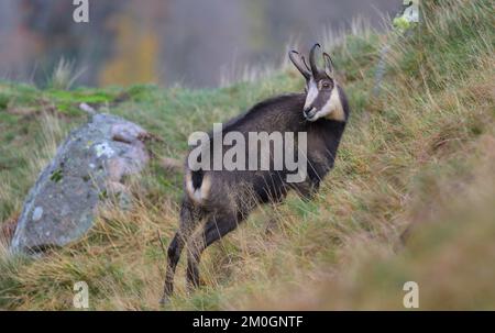 Chamois (Rupicapra rupicapra), chamois paissant dans un pré de montagne, Vosges, France, Europe Banque D'Images