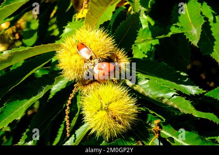 Châtaignes dans la coquille, Chestnut Experience Trail, Völlan près de Lana, Tyrol du Sud, Italie, Europe Banque D'Images