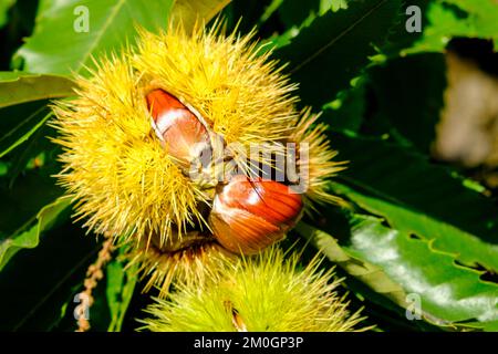 Châtaignes dans la coquille, Chestnut Experience Trail, Völlan près de Lana, Tyrol du Sud, Italie, Europe Banque D'Images