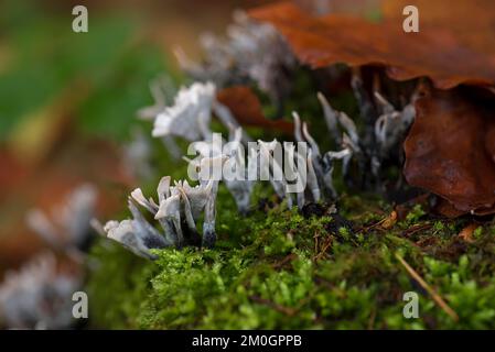 Champignon du chandelier (Xylaria hypoxylon), Bavière, Allemagne, Europe Banque D'Images