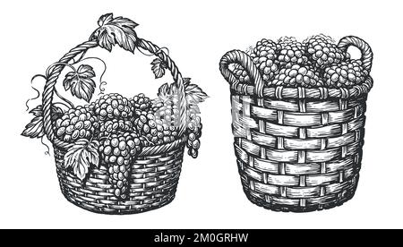 Panier avec raisins mûrs isolés sur blanc. Concept de vignoble. Esquisser l'illustration vectorielle dans un style de gravure vintage Illustration de Vecteur
