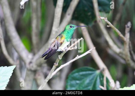 Un gros plan d'un colibri à la coupe enneigée, Saucerottia edward. Banque D'Images