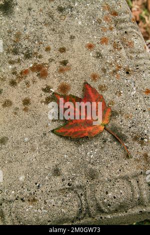 Feuille d'érable rouge sur un banc en automne Banque D'Images