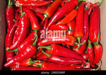 Beaucoup de piments rouges chauds. Les poivrons gécoutent au soleil. Banque D'Images