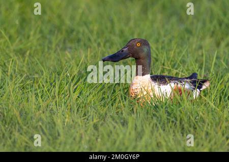 La pelle butte (spatule clypeata) (Syn.: Anas clypeata), dans un pré humide, Ochsenmoor, Dümmer See, Hüde, Basse-Saxe, Allemagne, Europe Banque D'Images