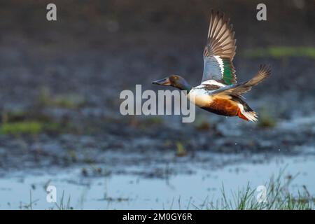 La pelle butte (spatule clypeata) (Syn.: Anas clypeata), dans un pré humide, Ochsenmoor, Dümmer See, Hüde, Basse-Saxe, Allemagne, Europe Banque D'Images