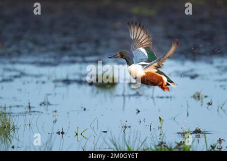 La pelle butte (spatule clypeata) (Syn.: Anas clypeata), dans un pré humide, Ochsenmoor, Dümmer See, Hüde, Basse-Saxe, Allemagne, Europe Banque D'Images