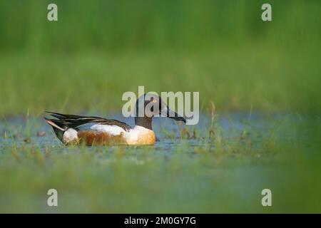 La pelle butte (spatule clypeata) (Syn.: Anas clypeata), dans un pré humide, Ochsenmoor, Dümmer See, Hüde, Basse-Saxe, Allemagne, Europe Banque D'Images