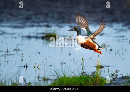 La pelle butte (spatule clypeata) (Syn.: Anas clypeata), dans un pré humide, Ochsenmoor, Dümmer See, Hüde, Basse-Saxe, Allemagne, Europe Banque D'Images