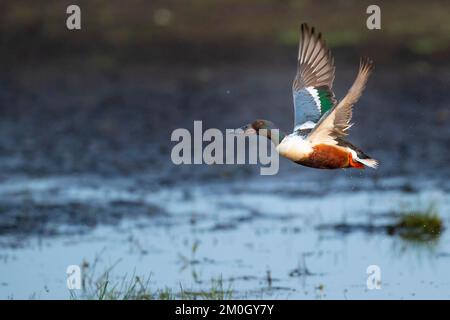 La pelle butte (spatule clypeata) (Syn.: Anas clypeata), dans un pré humide, Ochsenmoor, Dümmer See, Hüde, Basse-Saxe, Allemagne, Europe Banque D'Images