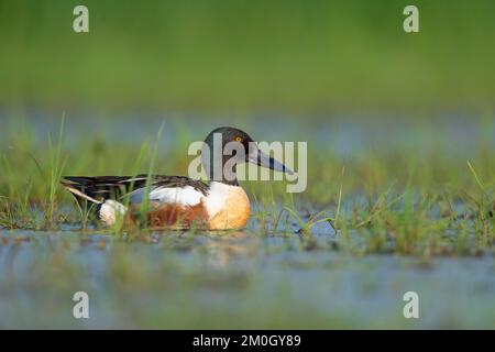 La pelle butte (spatule clypeata) (Syn.: Anas clypeata), dans un pré humide, Ochsenmoor, Dümmer See, Hüde, Basse-Saxe, Allemagne, Europe Banque D'Images