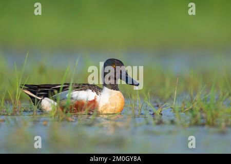 La pelle butte (spatule clypeata) (Syn.: Anas clypeata), dans un pré humide, Ochsenmoor, Dümmer See, Hüde, Basse-Saxe, Allemagne, Europe Banque D'Images