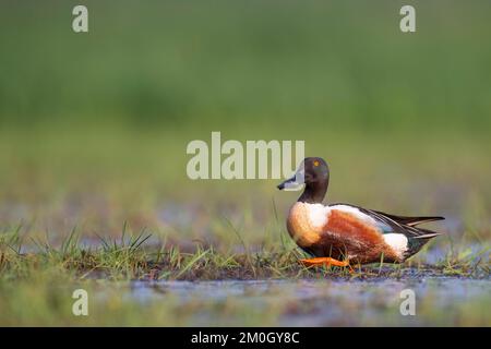 La pelle butte (spatule clypeata) (Syn.: Anas clypeata), dans un pré humide, Ochsenmoor, Dümmer See, Hüde, Basse-Saxe, Allemagne, Europe Banque D'Images