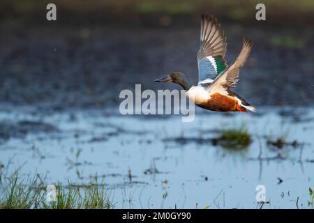 La pelle butte (spatule clypeata) (Syn.: Anas clypeata), dans un pré humide, Ochsenmoor, Dümmer See, Hüde, Basse-Saxe, Allemagne, Europe Banque D'Images