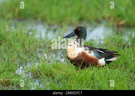 La pelle butte (spatule clypeata) (Syn.: Anas clypeata), dans un pré humide, Ochsenmoor, Dümmer See, Hüde, Basse-Saxe, Allemagne, Europe Banque D'Images