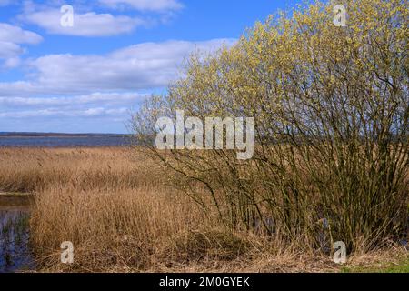 Pâturages sur les rives du lac Dümmer, Hüde, Basse-Saxe, Allemagne, Europe Banque D'Images