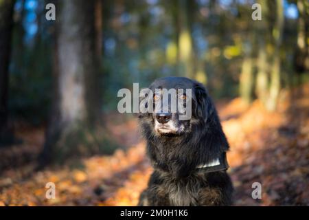 Gros plan angle bas/pov de la frontière collie chien en harnais isolé lors de sa promenade de l'après-midi dans une forêt/forêt du Royaume-Uni pendant que le soleil de l'automne est en cours. Banque D'Images