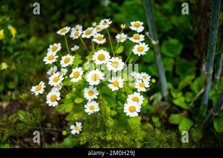 Les jolies fleurs blanches dans le champ Banque D'Images