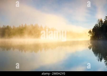 Silhouette de pin et de forêt au lever du soleil rétro-éclairée par le brouillard au-dessus du lac de tourbière Étang de la Gruère dans le canton du Jura, Suisse, Europe Banque D'Images