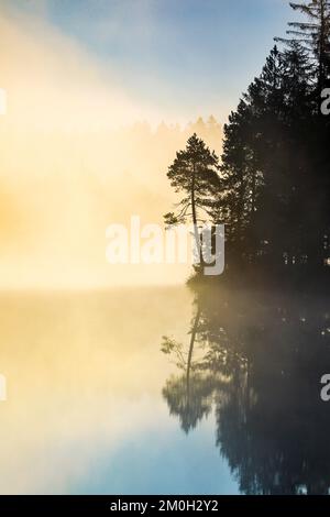 Silhouette de pin et de forêt au lever du soleil rétro-éclairée par le brouillard au-dessus du lac de tourbière Étang de la Gruère dans le canton du Jura, Suisse, Europe Banque D'Images