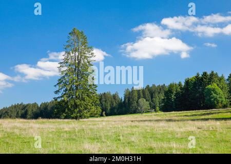 Grande épinette solitaire dans un pré vert sous un ciel bleu, près des Breuleux dans le canton du Jura, Suisse, Europe Banque D'Images