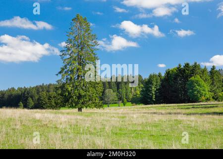 Grande épinette solitaire dans un pré vert sous un ciel bleu, près des Breuleux dans le canton du Jura, Suisse, Europe Banque D'Images