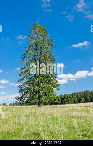 Grande épinette solitaire dans un pré vert sous un ciel bleu, près des Breuleux dans le canton du Jura, Suisse, Europe Banque D'Images