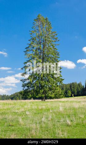 Grande épinette solitaire dans un pré vert sous un ciel bleu, près des Breuleux dans le canton du Jura, Suisse, Europe Banque D'Images
