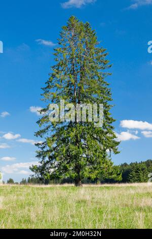 Grande épinette solitaire dans un pré vert sous un ciel bleu, près des Breuleux dans le canton du Jura, Suisse, Europe Banque D'Images