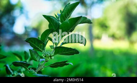 Une seule branche de plante verte ashwagandha isolée sur fond vert flou Banque D'Images