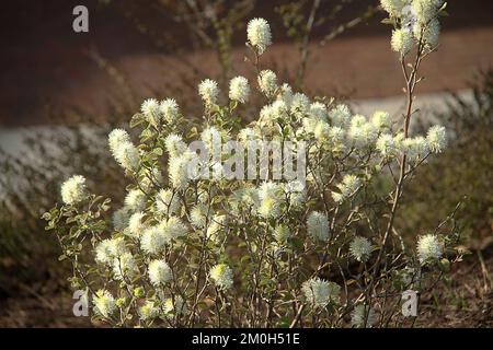 Fothergilla (aulne de Witch) en fleur Banque D'Images