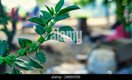 Ashwagandha fruits rouges secs herbe médicinale avec feuilles fraîches, Ashwagandha, Ginseng indien, baies de poison ou cerise d'hiver Banque D'Images