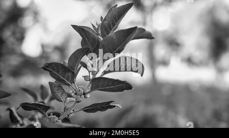 Ashwagandha fruits rouges secs herbe médicinale avec feuilles fraîches, Ashwagandha, Ginseng indien, baies de poison ou cerise d'hiver Banque D'Images