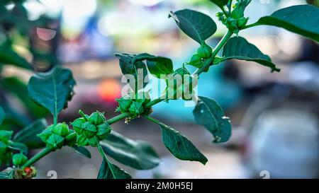 Ashwagandha fruits rouges secs herbe médicinale avec feuilles fraîches, Ashwagandha, Ginseng indien, baies de poison ou cerise d'hiver Banque D'Images