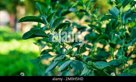 Ashwagandha fruits rouges secs herbe médicinale avec feuilles fraîches, Ashwagandha, Ginseng indien, baies de poison ou cerise d'hiver Banque D'Images