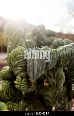 Gros plan de Cactus au coucher du soleil à San Diego Banque D'Images