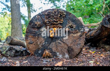 Tronc d'arbre avec Scalycap doré (Pholiota adiposa) et champignon de la croûte de rideau de chêne (Hymenochaete rubiginosa) Banque D'Images