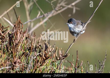 Paruline sarde, Curruca melanocephala, Maroc. Banque D'Images