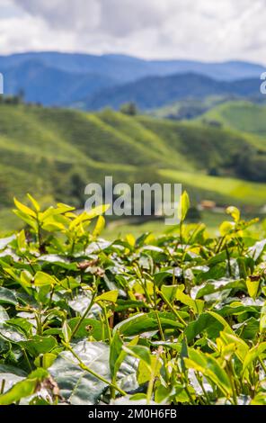 Un cliché vertical de feuilles vertes avec un fond de la plantation de thé de BOH Banque D'Images