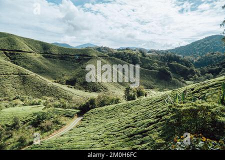 Une belle photo de la plantation de thé BOH Banque D'Images