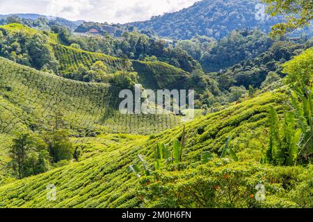 Une belle photo de la plantation de thé BOH Banque D'Images