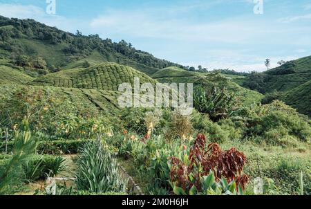 Une belle photo de la plantation de thé BOH Banque D'Images