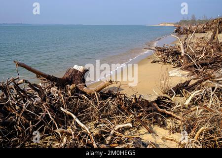 France, Charente Maritime, la plage d'Embellie, destruction de la forêt par le sel due à l'expansion continue de la mer Banque D'Images