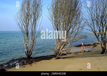 France, Charente Maritime, la plage d'Embellie, destruction de la forêt par le sel due à l'expansion continue de la mer Banque D'Images