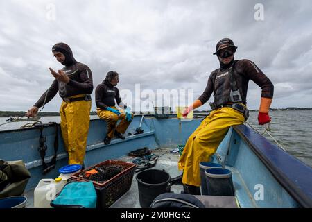 France, Morbihan, Sarzeau, les pêcheurs de la cour équinoxe pendant la pêche à la palourdes dans le golfe du Morbihan Banque D'Images